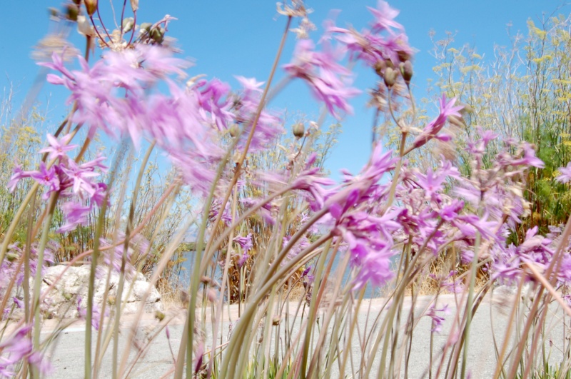 Bay Flowers